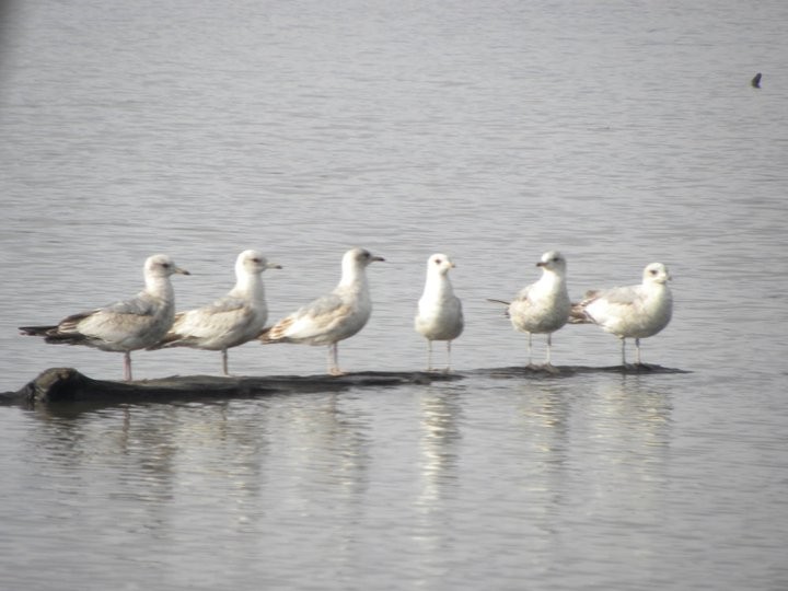 gulls floating on log