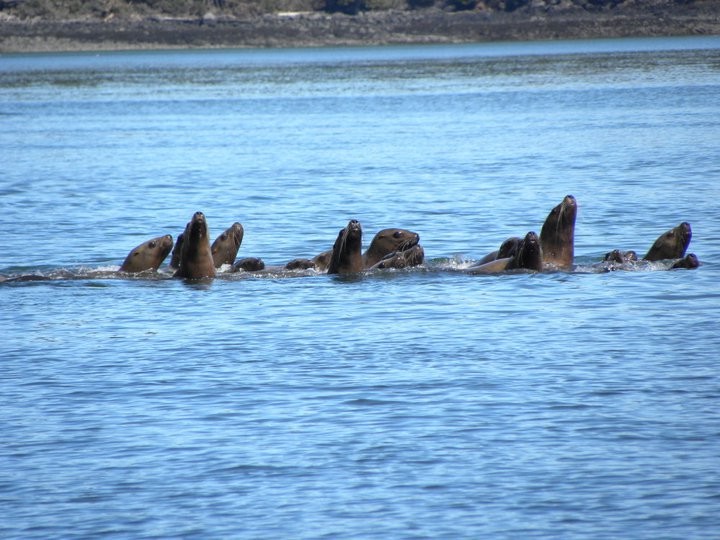 seals swimming
